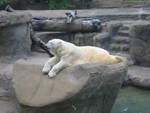 Highlight for Album: August 02 2009 Cleveland Metro Zoo
