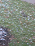 Nov1708snow10.jpg