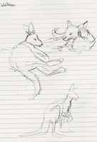 080209SKEwallaroo.jpg