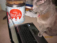 01042011kittylaptop